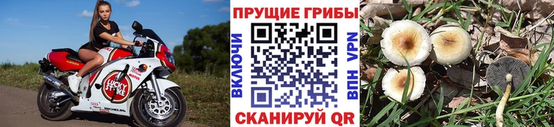Галлюциногенные грибы Cubensis  Гай 